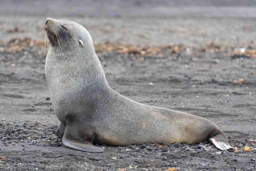 Lobo Marino Antártico - Isla Decepción - islas Shetland del Sur 01.jpg